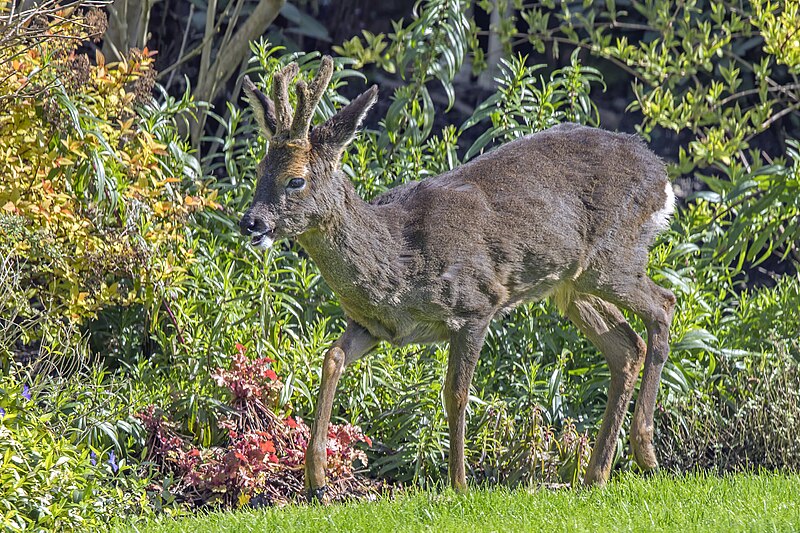 Roe Deers