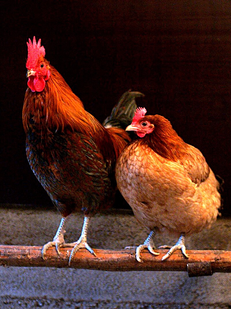 Roosters
