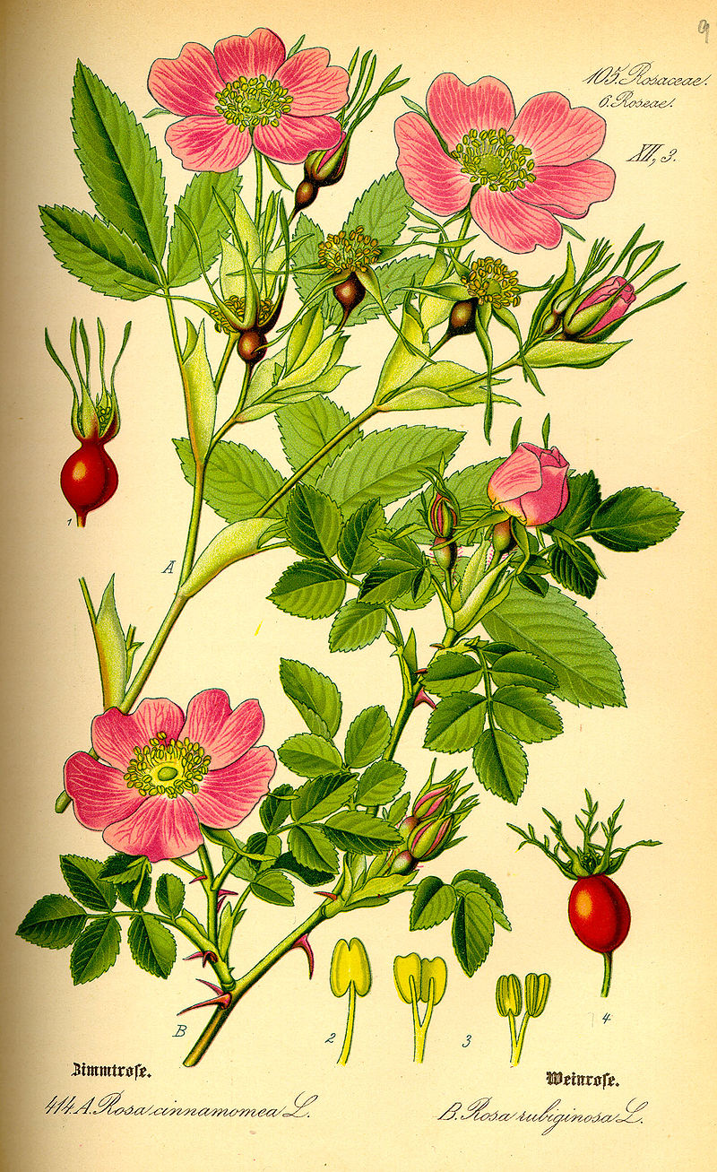 Rosales
