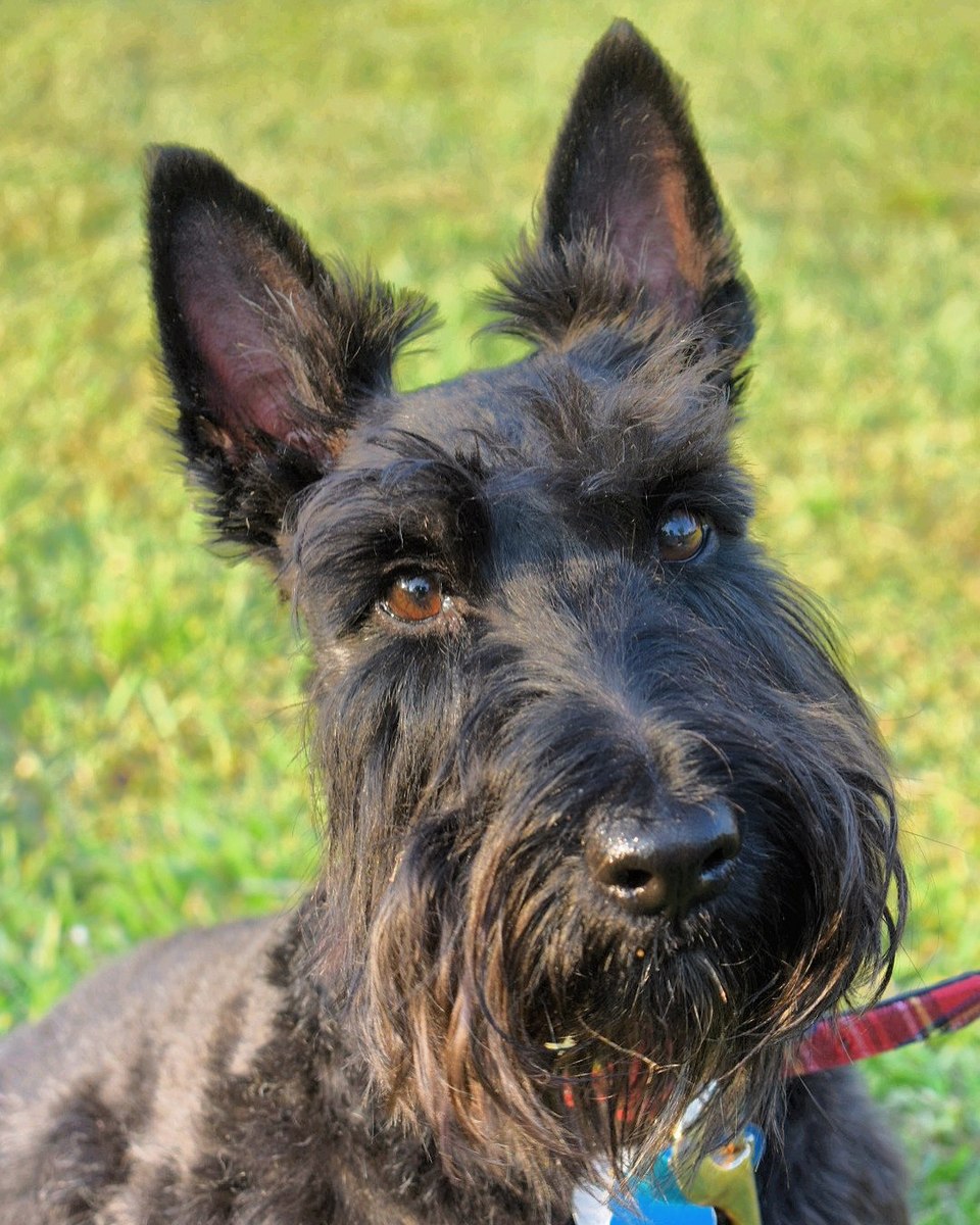 Scottie