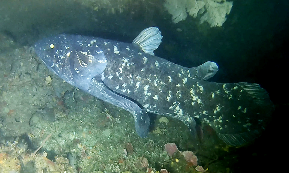 Semvua Mzighani