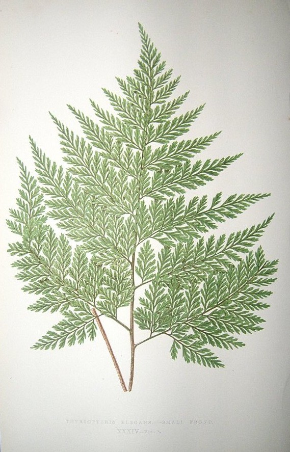 Shi Chunxiang