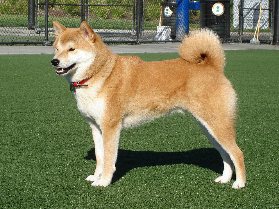 Shiba
