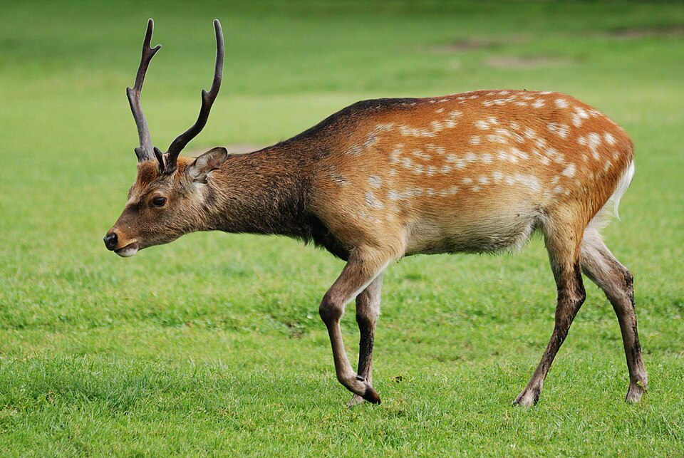 Sika G.