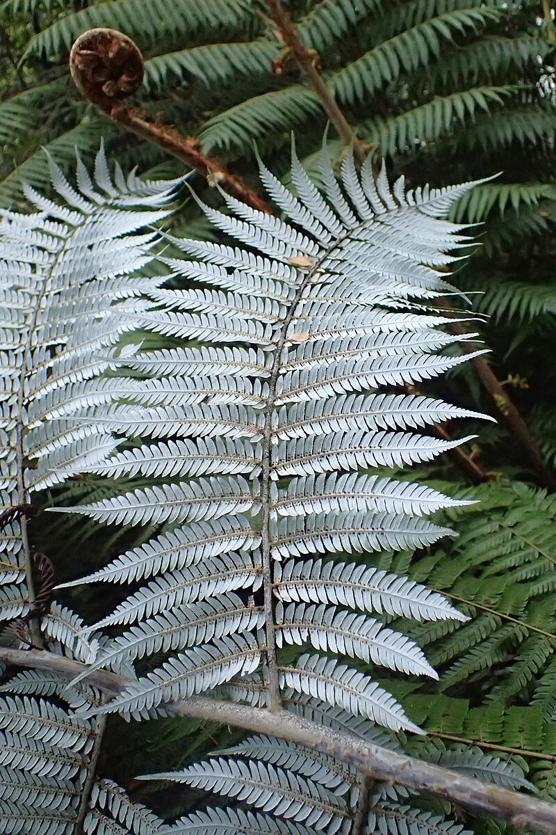 Silver Ferns