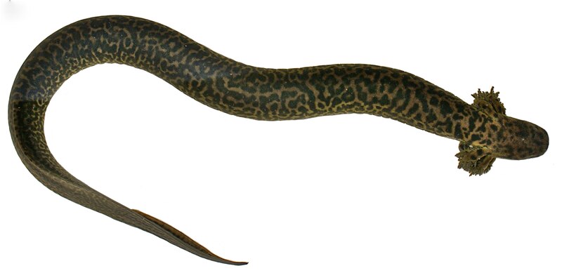 Siren Jensen