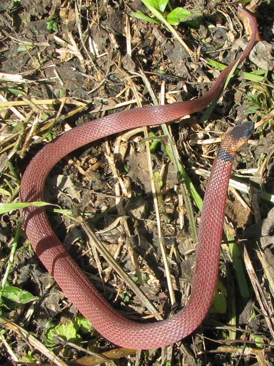 Snake Bite Coffee
