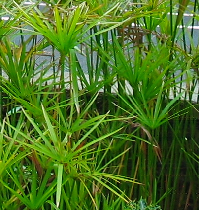 Sombrinha