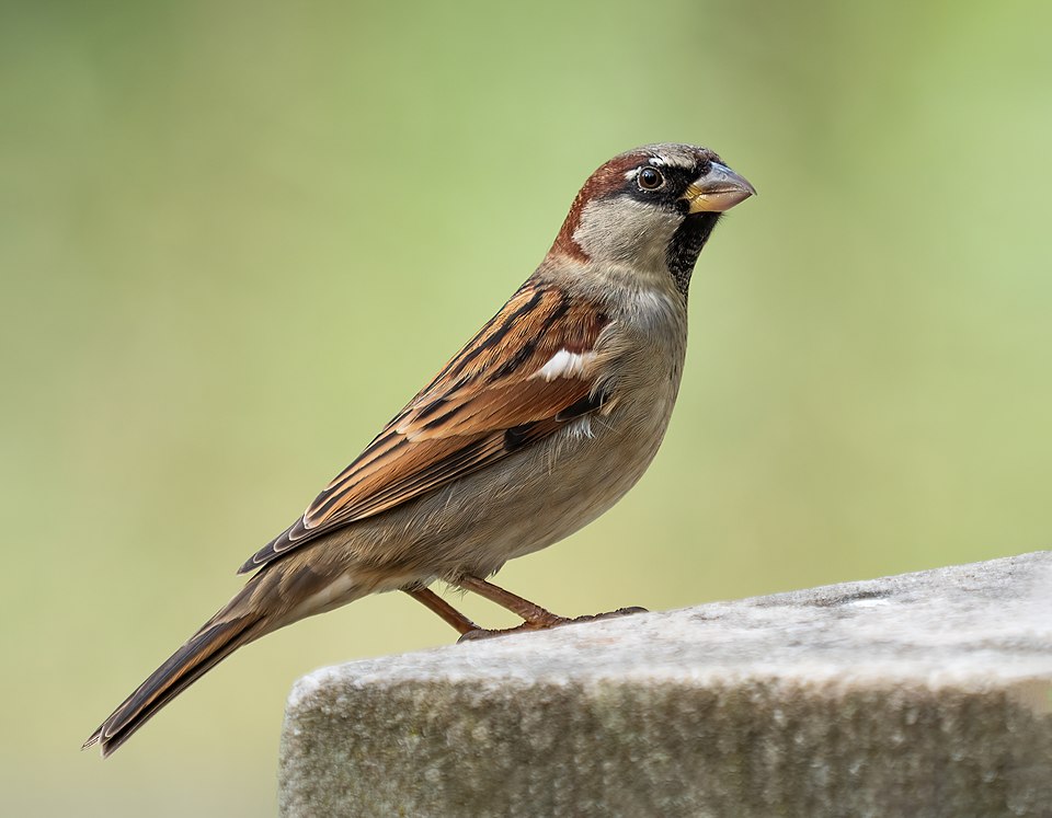 Sparrow Martin