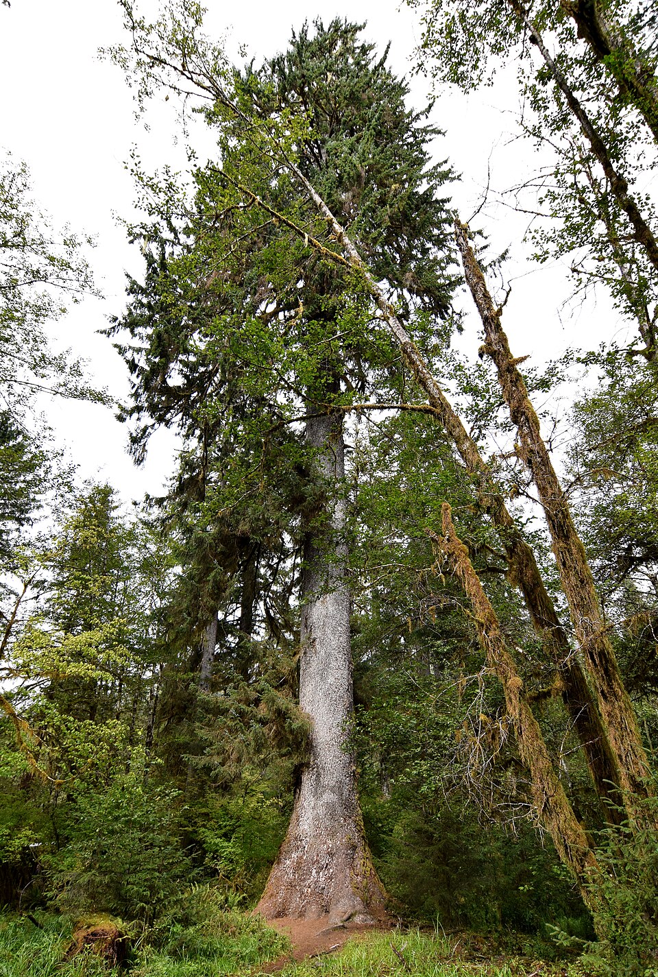 Spruce