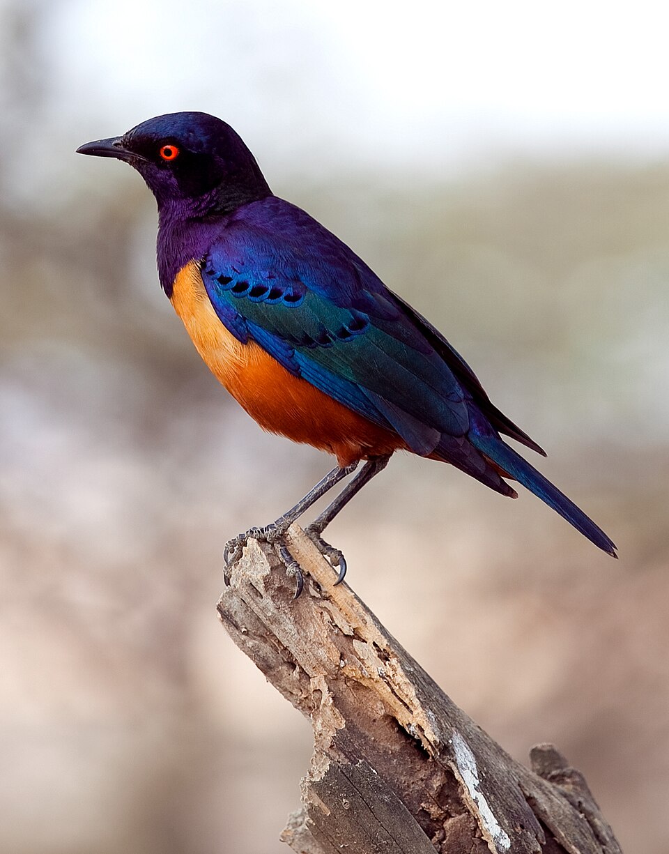Starling