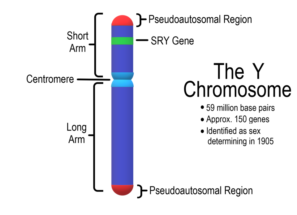 Stefanie Heilmann-Heimbach