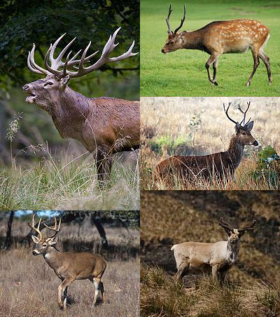 Stuart Deerness