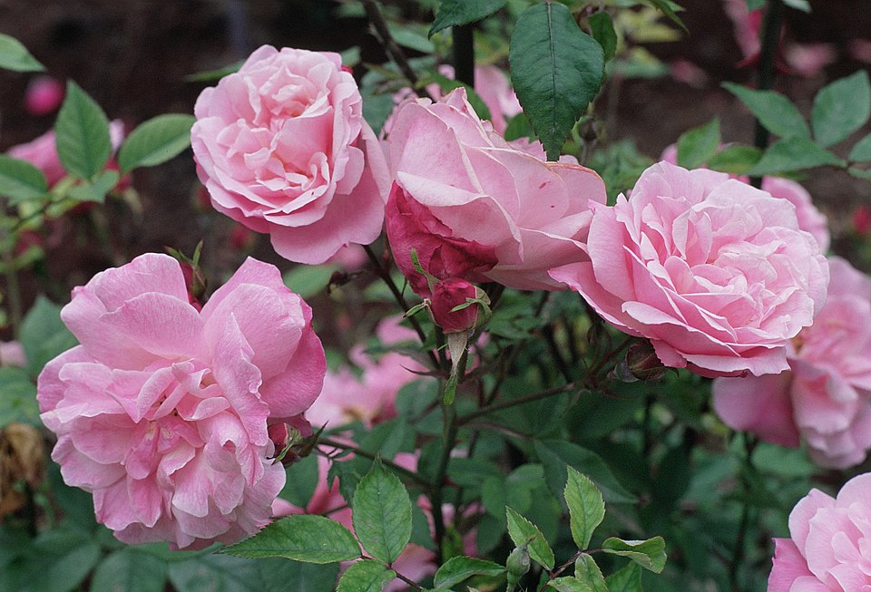 Summer Rose