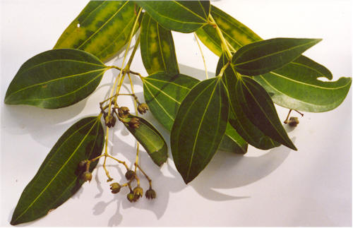 Suranga Mohotti