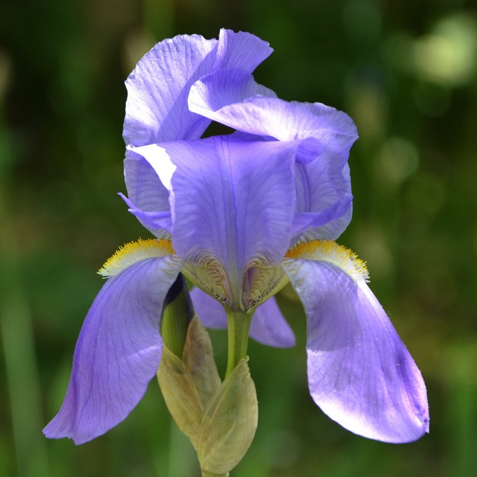 Sweet Iris