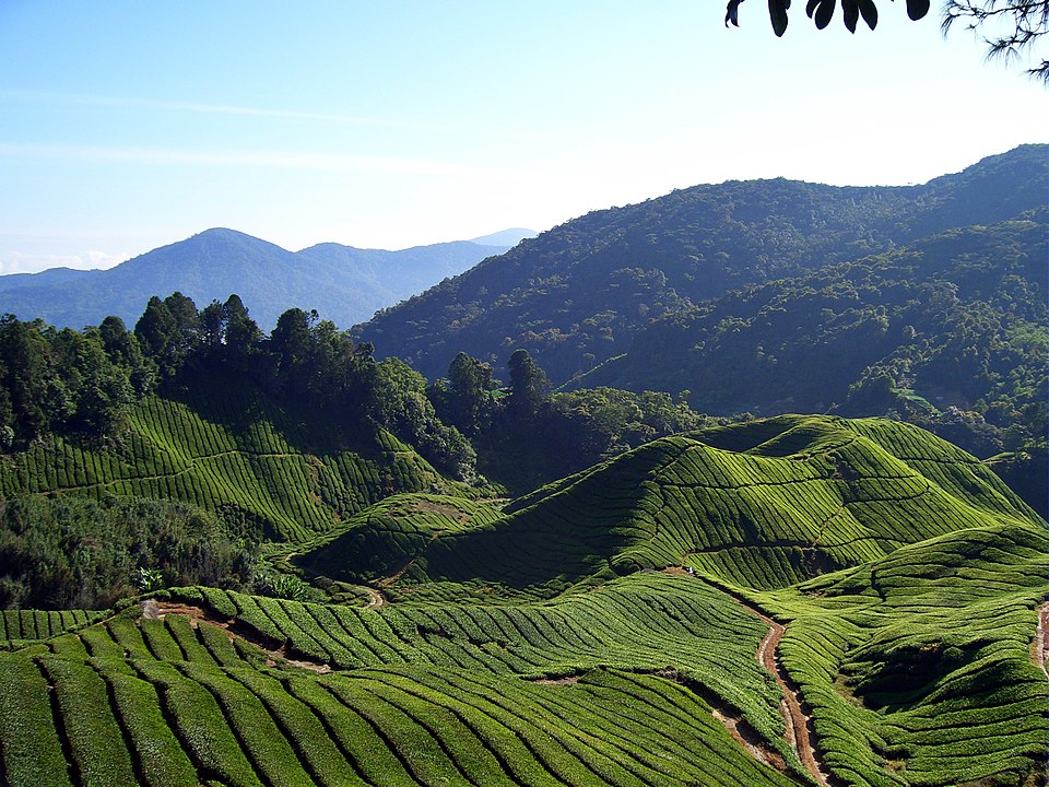 Tanah Tanah