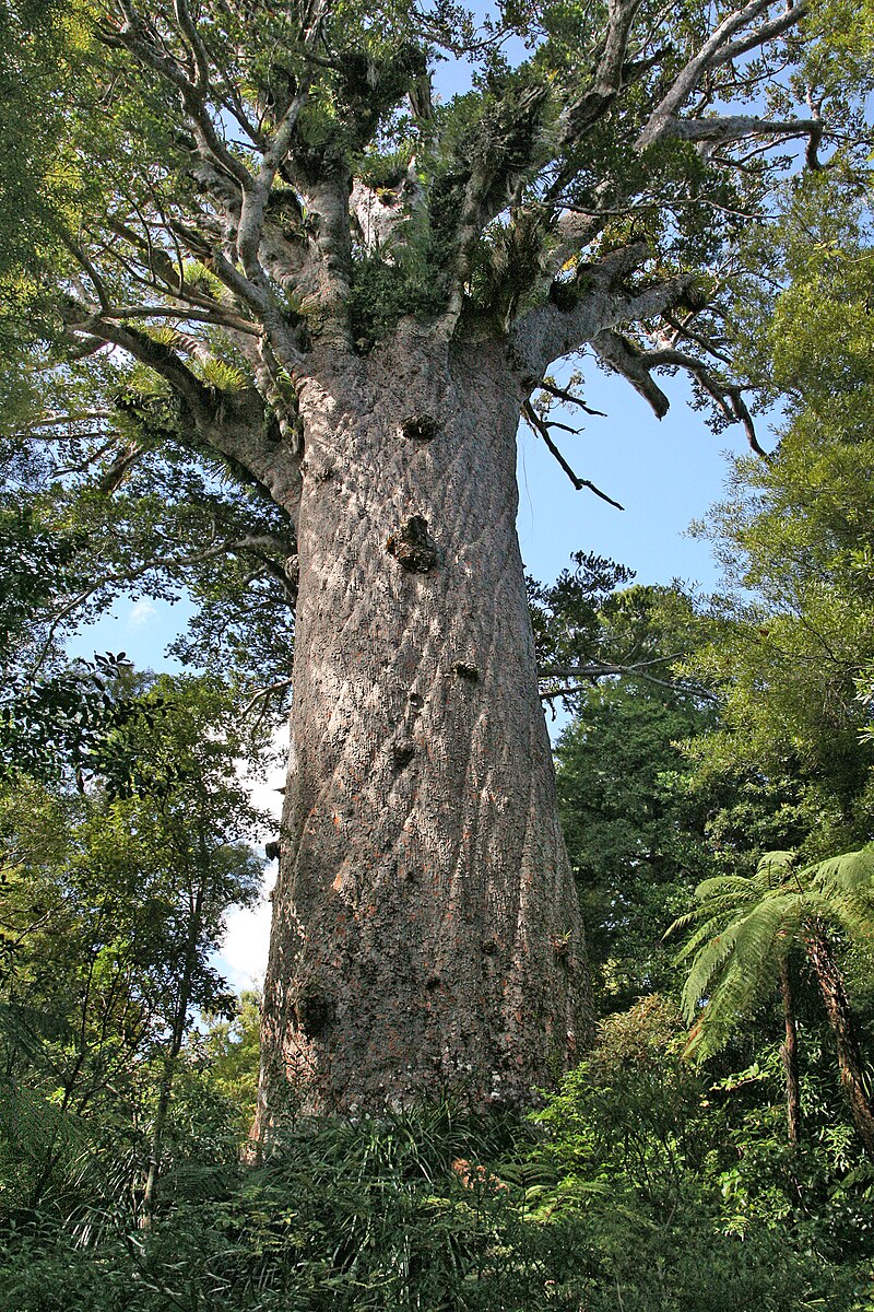 Tāne Mahuta