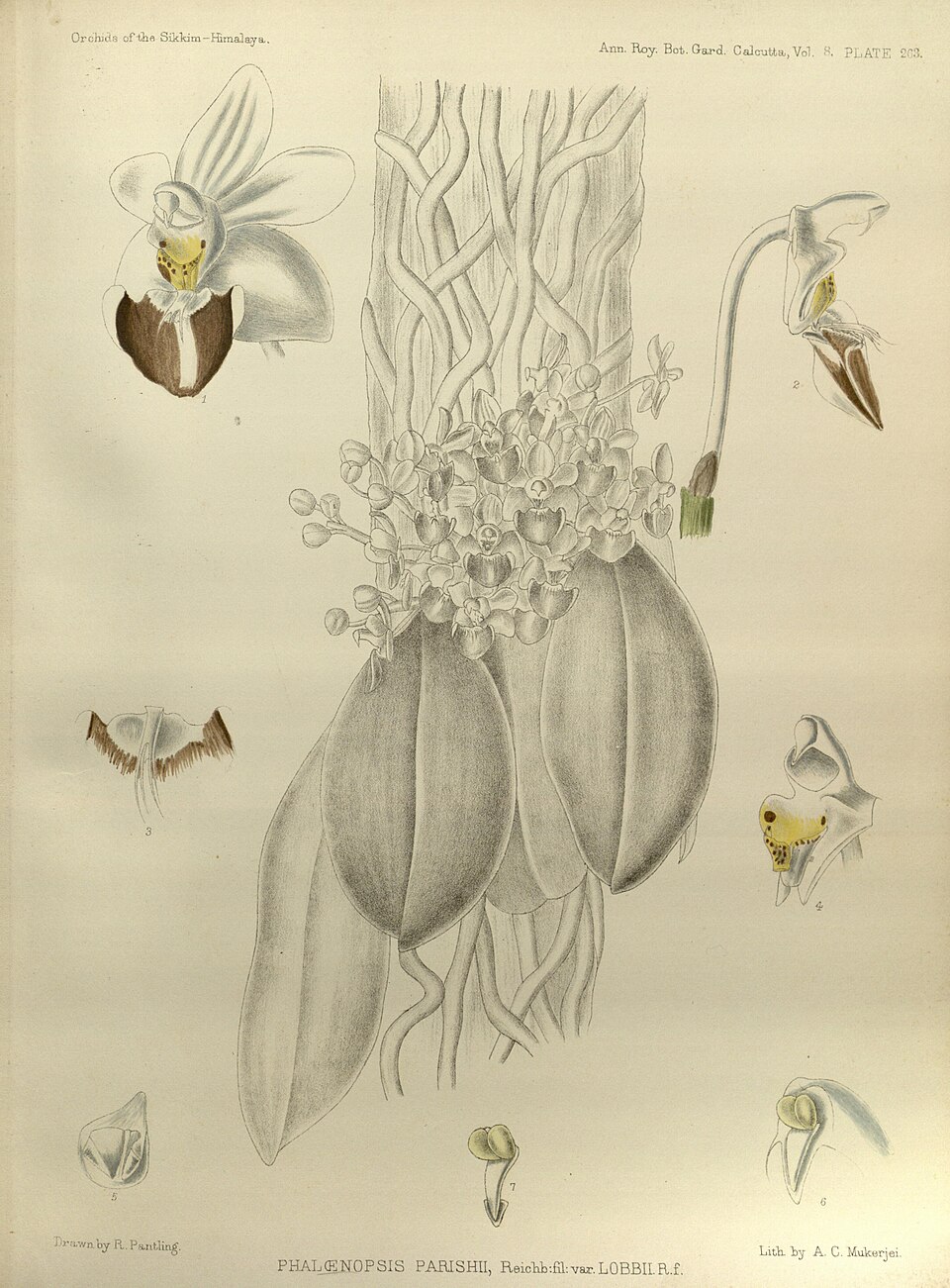 Thomas Lobb