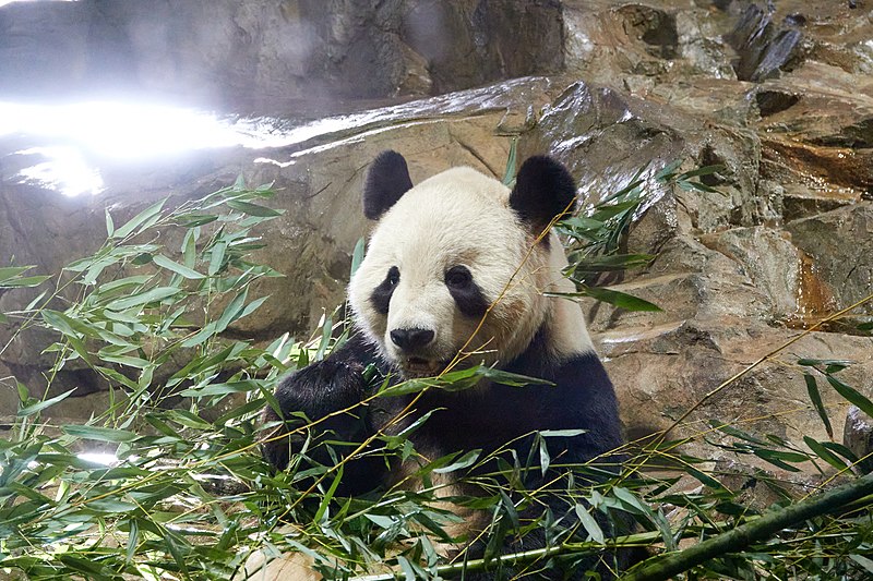 Tian Tian