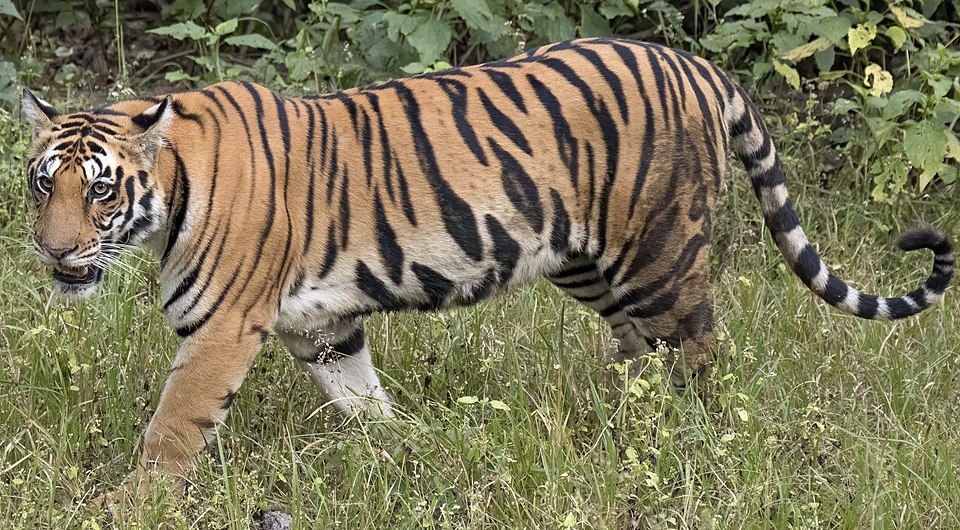 Tiger Wang