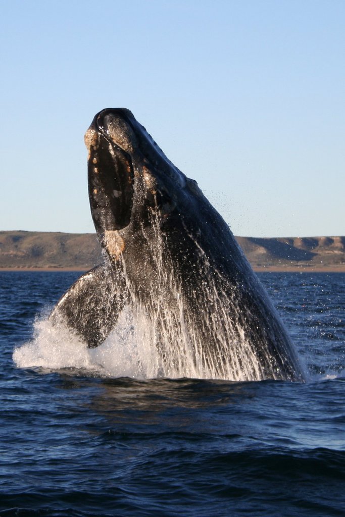 Tim Whale