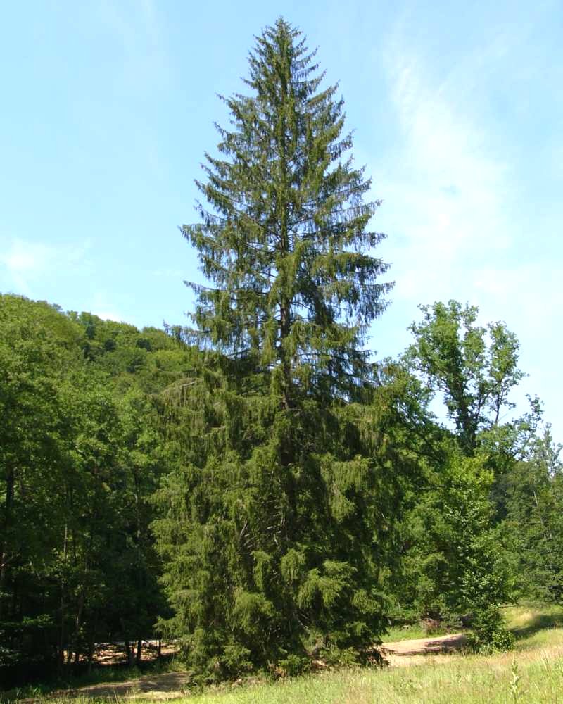 Tree Piab
