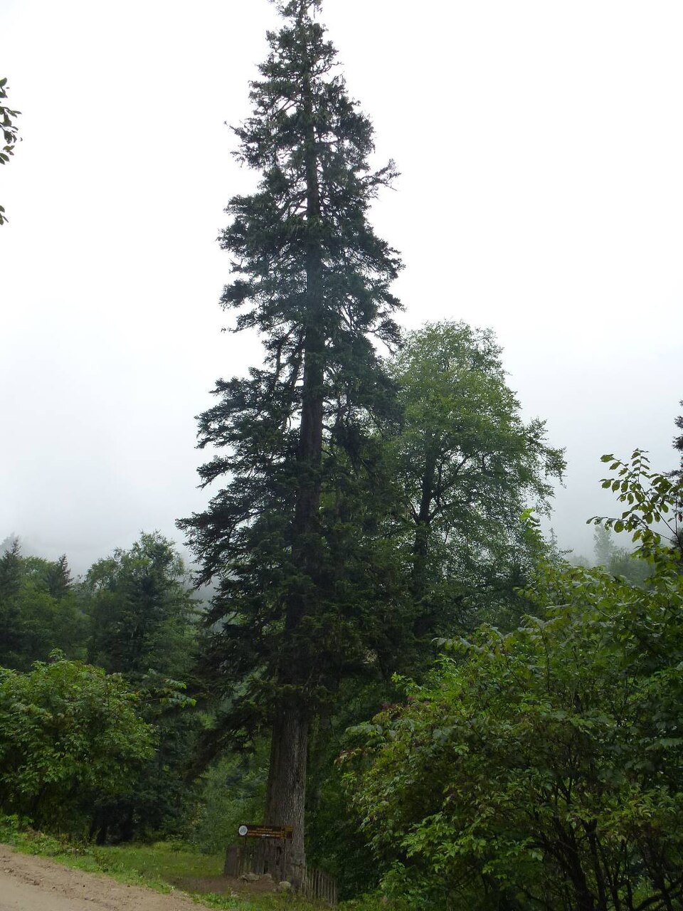 Trojani