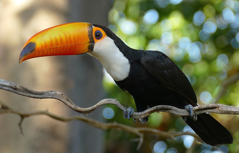 Tucan Jean-Paul