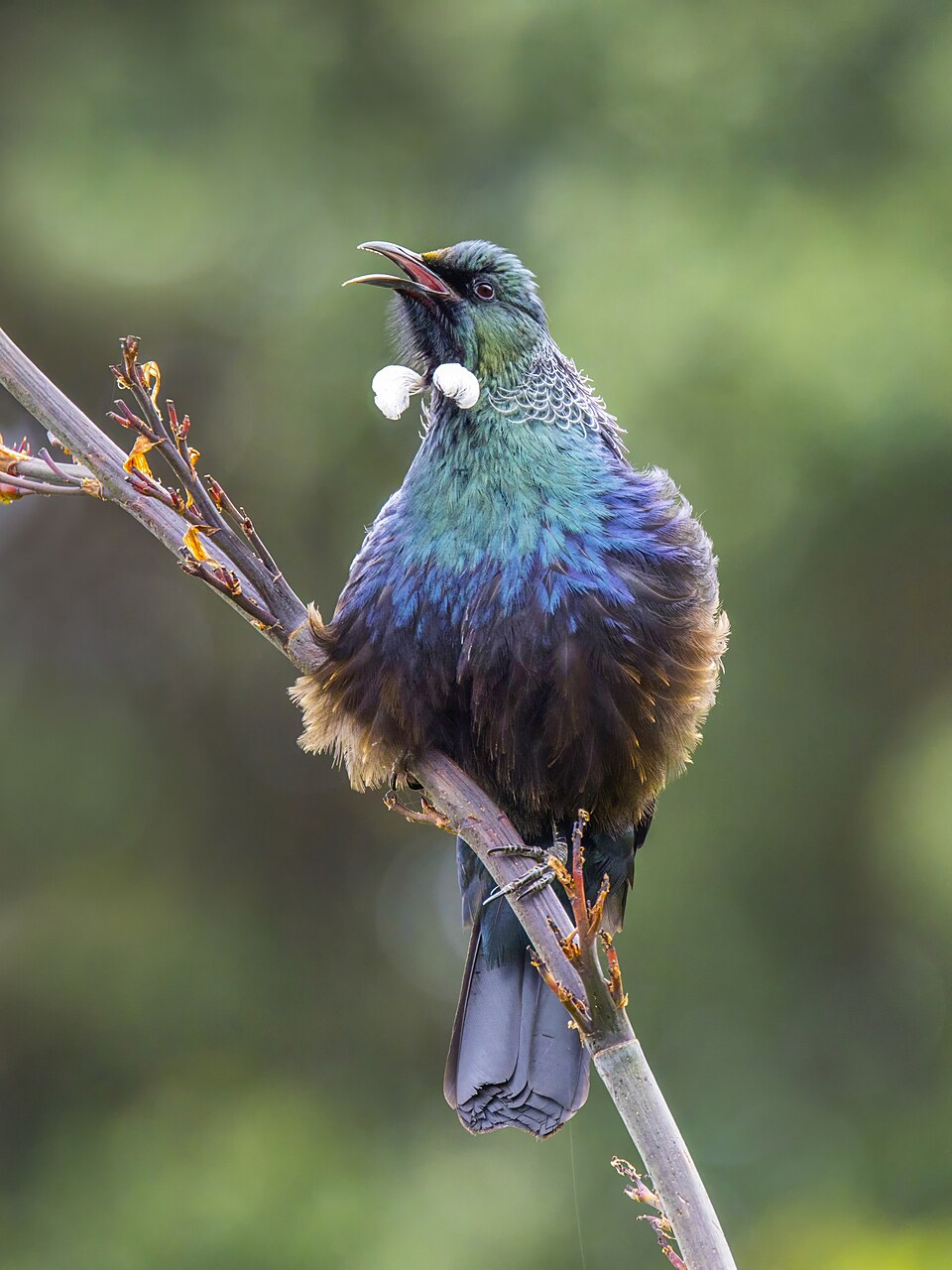 Tui