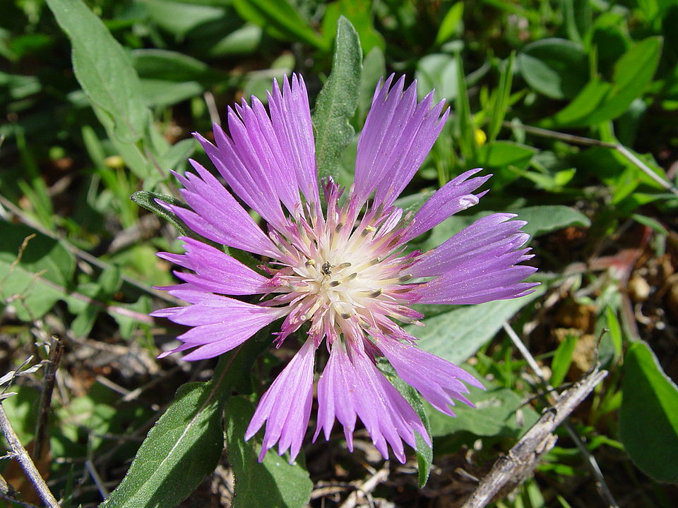 Türrə Hüseynova