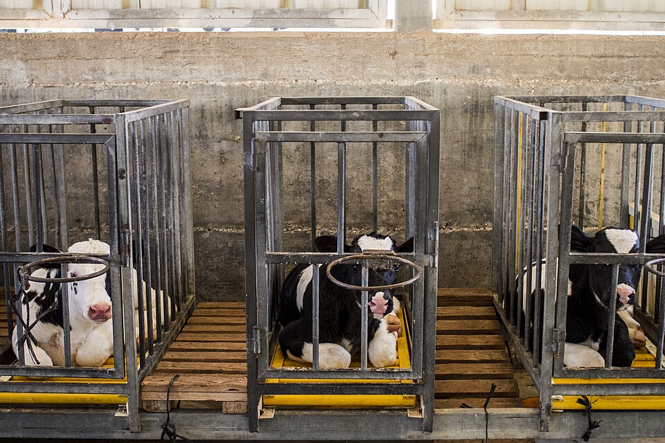 unknown animal handler