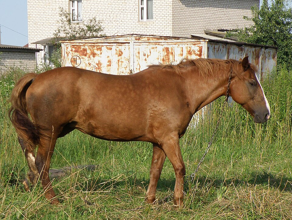 Unknown Belarusian Male