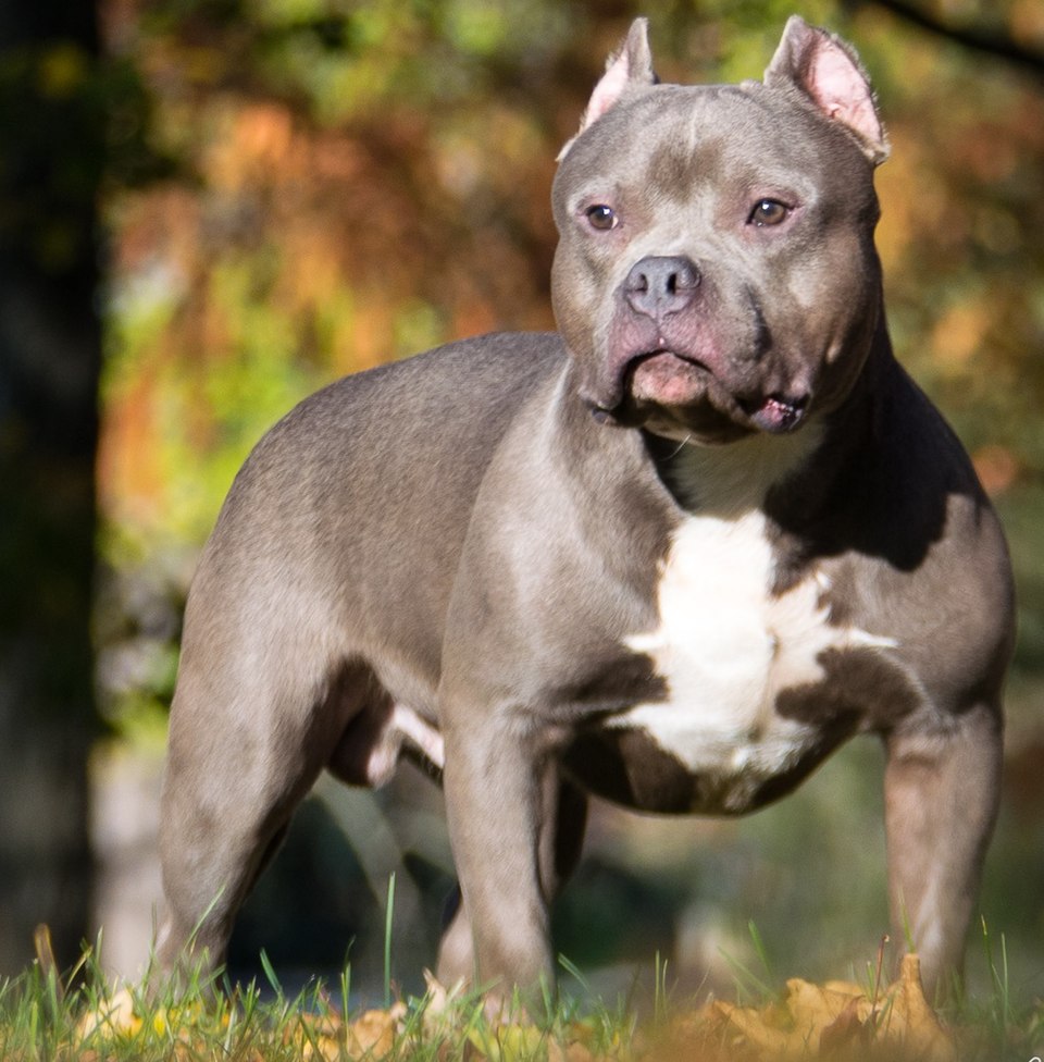 Unknown Bully