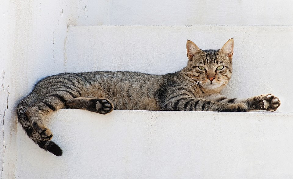 unknown cat