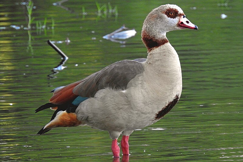 Unknown Egyptian Male