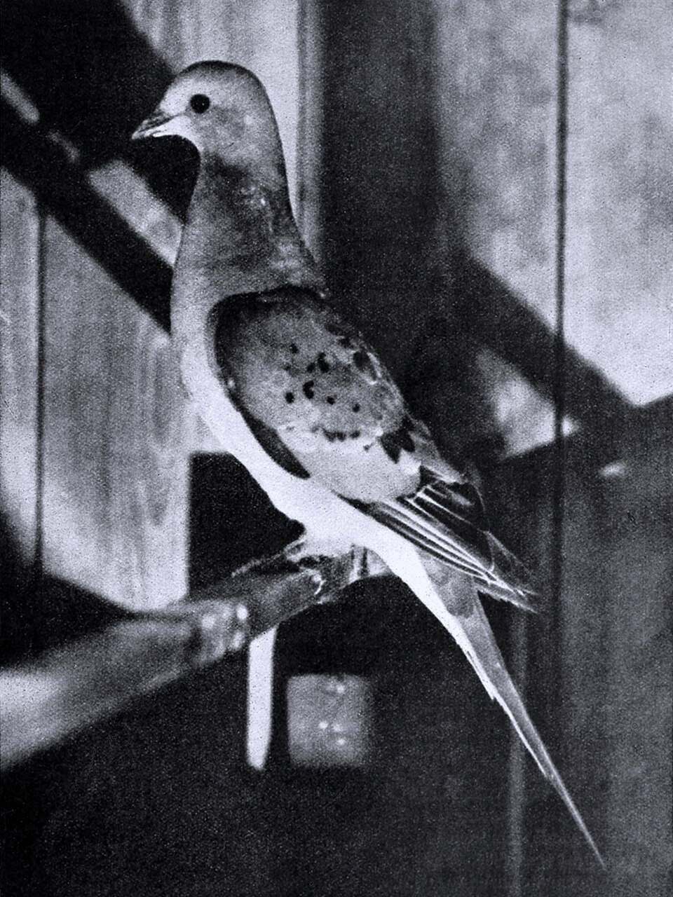 Unknown Passenger 1