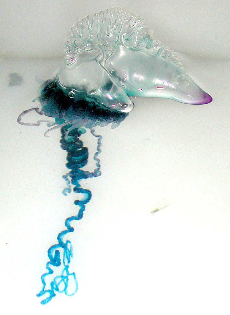 Unknown Portuguese Man