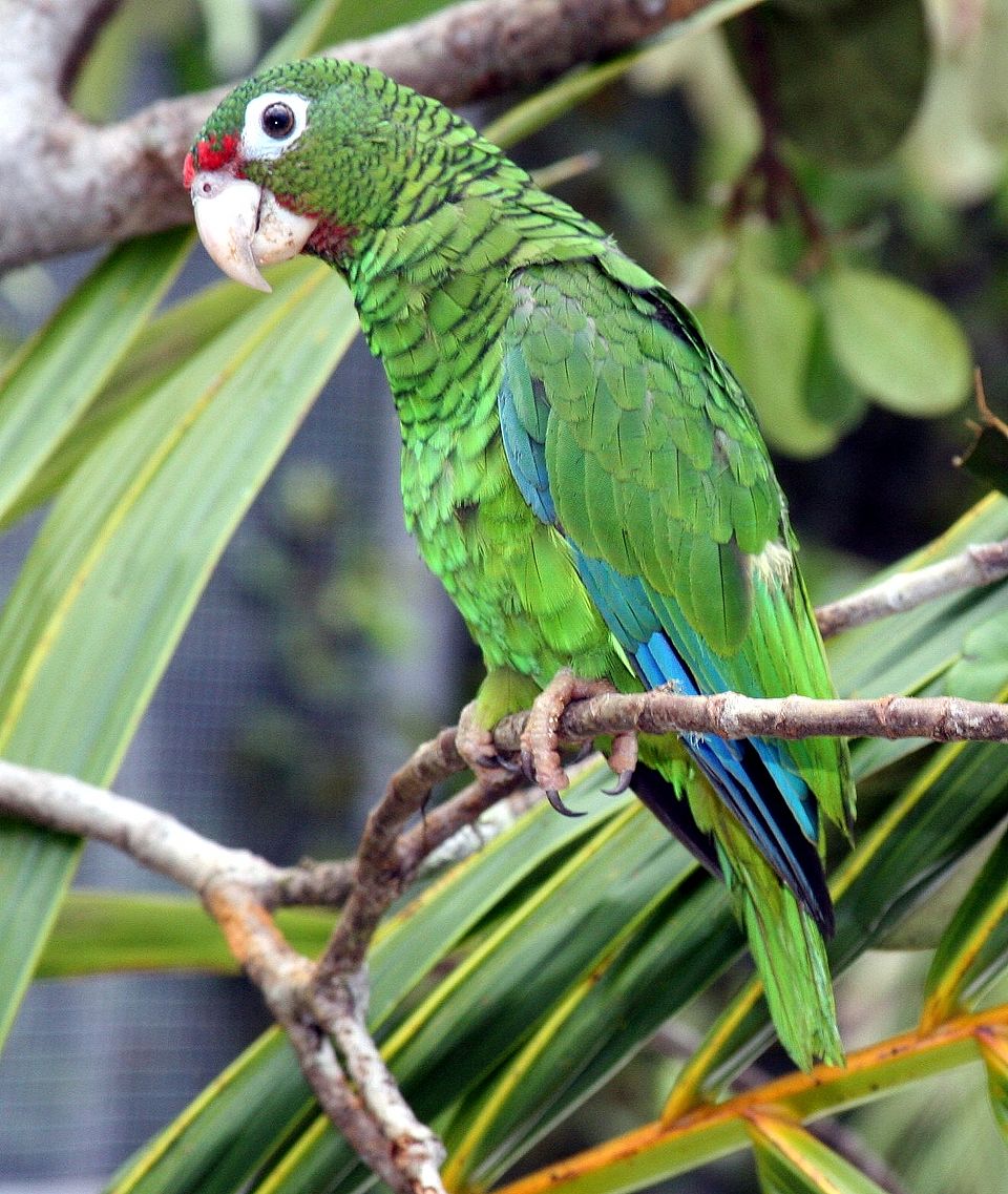 Unknown Puerto Rican Male