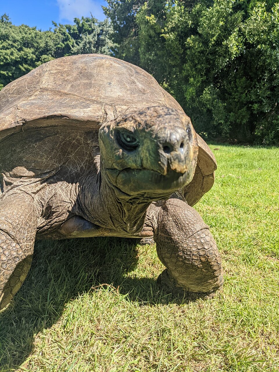 unknown tortoise
