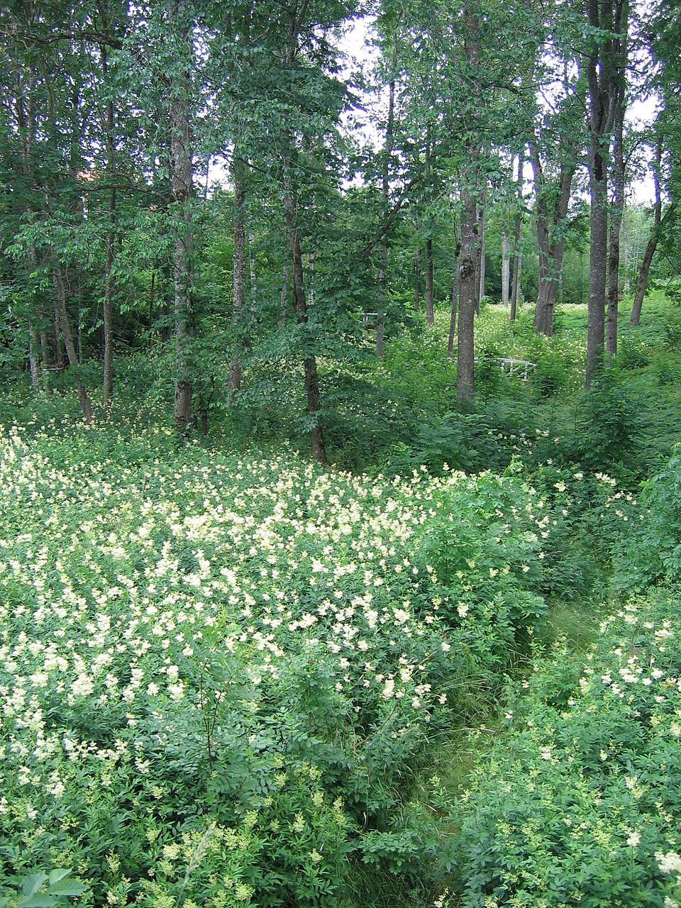 Varis Vētra
