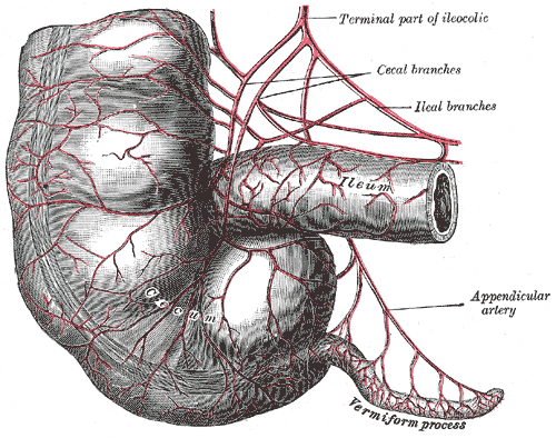 Vestigial