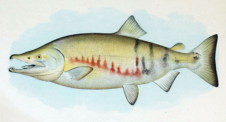 Vicki Salmon