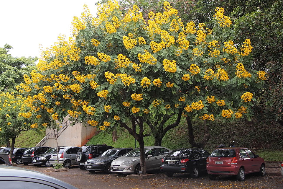 Victor Senna