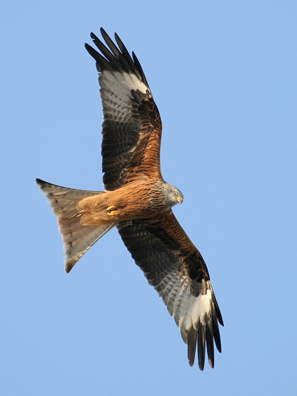 Vincent Kite