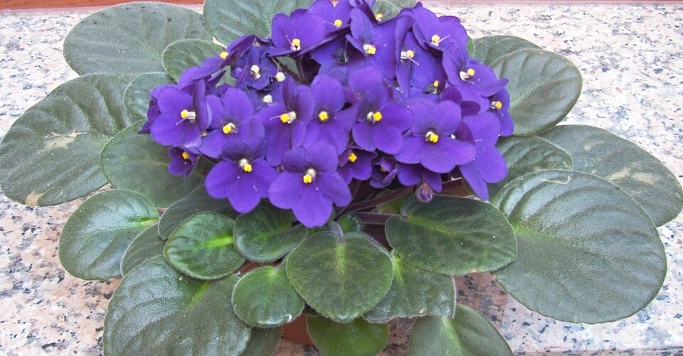 Violet Moller