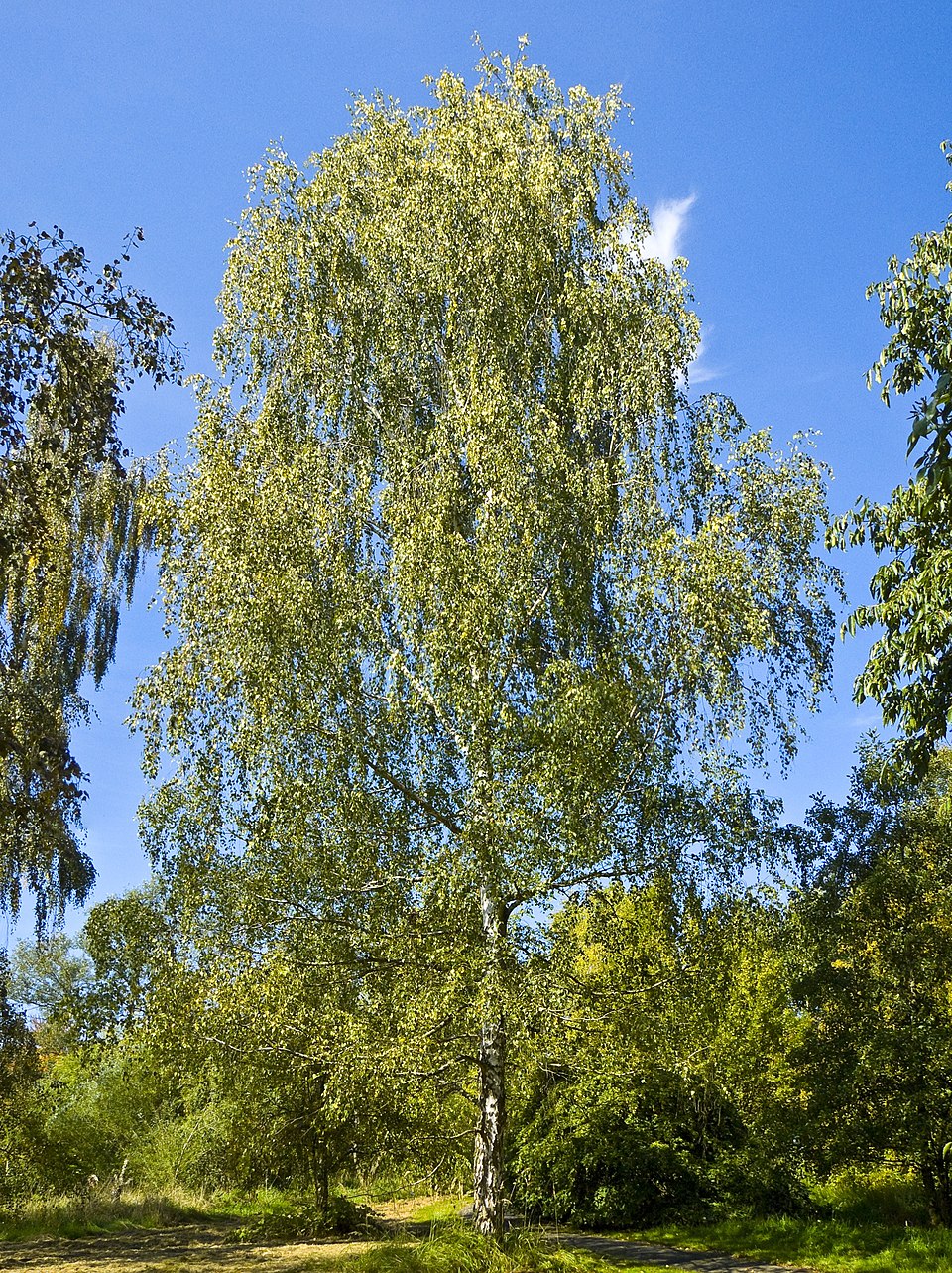 Virginia Birch
