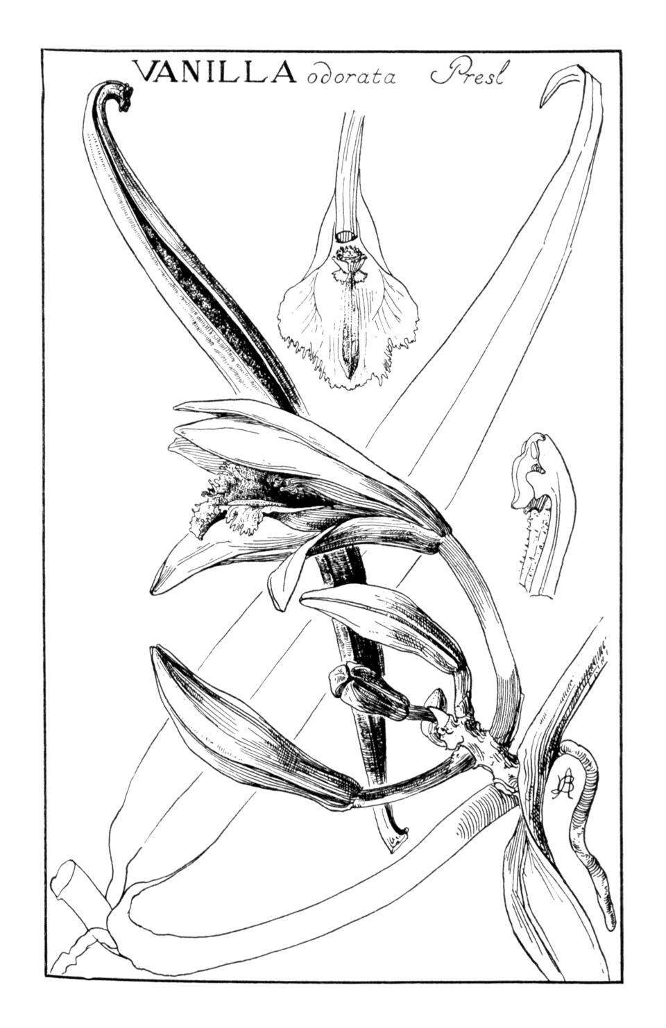 Warner Rojas Chinchilla