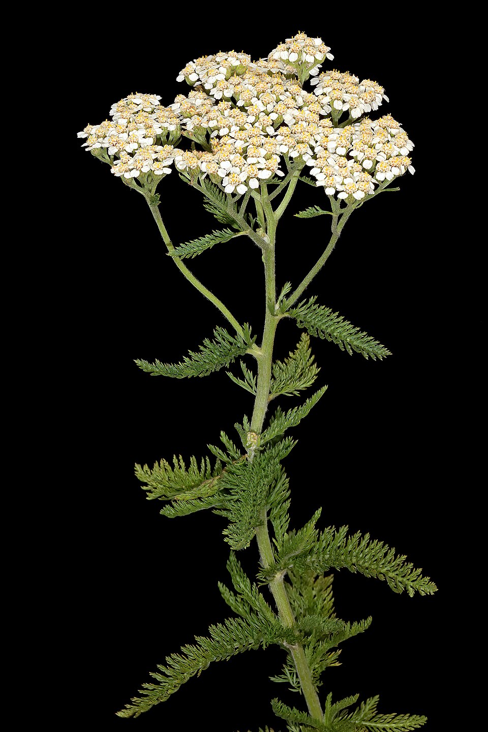 Yarrow