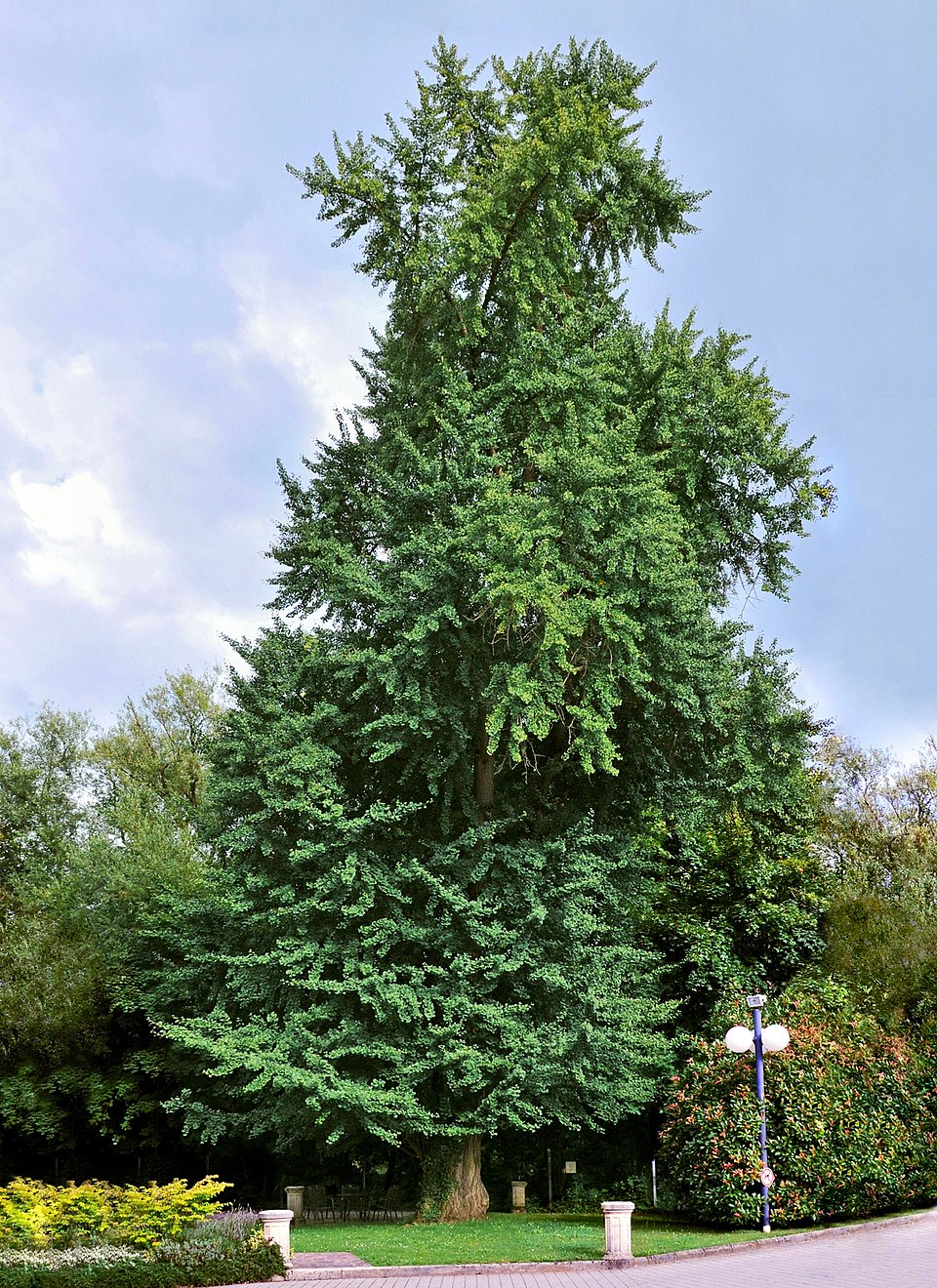 Yin Weiqing